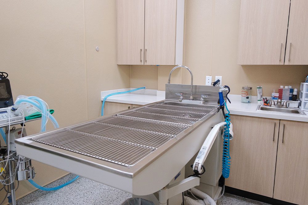 table for pets to lie on during dental treatments