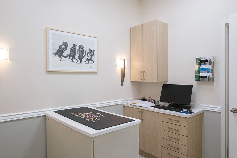 exam room with funny cats painting on wall and Purina Pro Plan mat on exam table