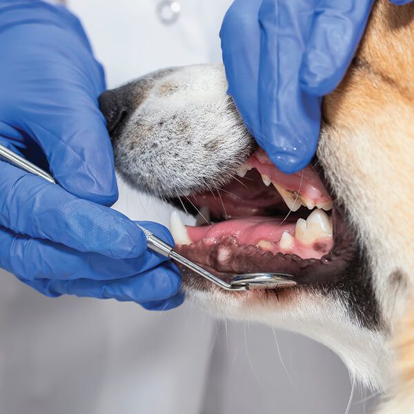 Dog Teeth Cleaning In White Plains Ny
