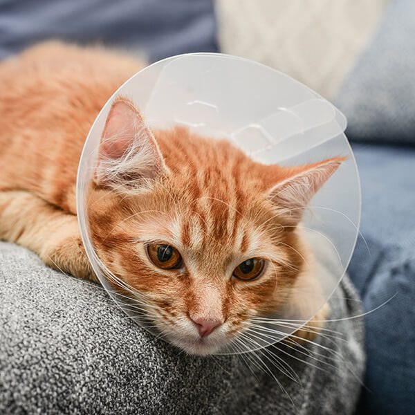 Cat Wearing Cone On Couch