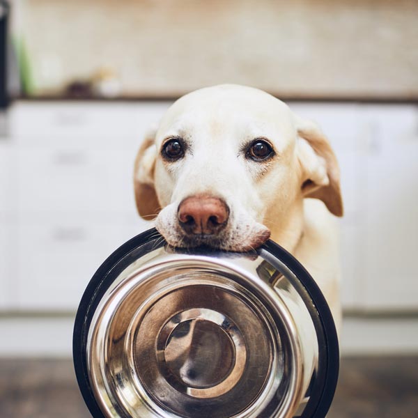 Dog Holding Food Bowl