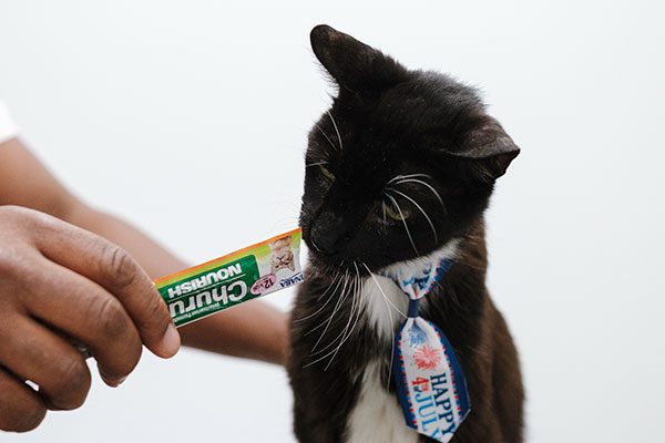 Black And White Cat Eating Treat and wearing Happy July collar