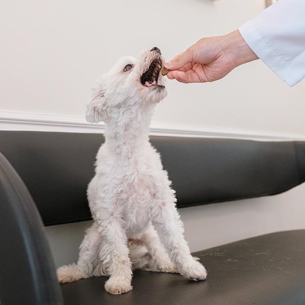 small white dog sitting on couch while being fed treat by veterinarian
