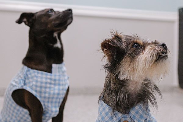two dogs wearing matching blue and white checkered shirts