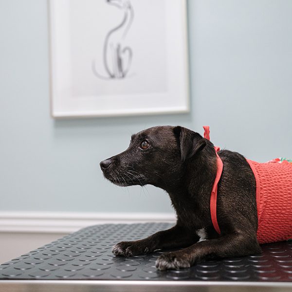Veterinary Diagnostics In White Plains