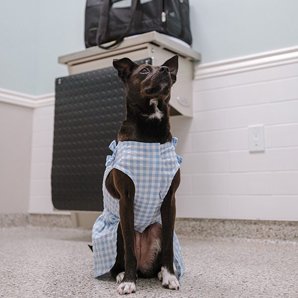 Veterinary Diagnostics Xray