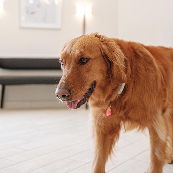 golden retriever walking indoors