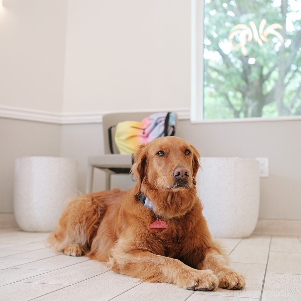 Golden Retriever Nutrition Counseling