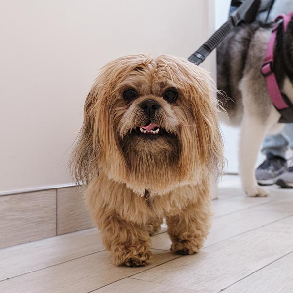 happy small fluffy tan dog on leash indoors happy small fluffy tan dog on leash indoors