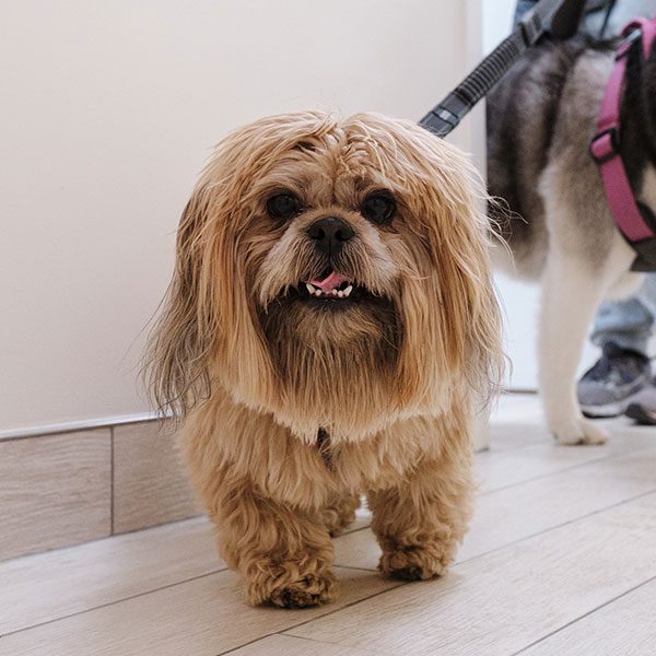 fluffy yorkie on leash walking away from owner